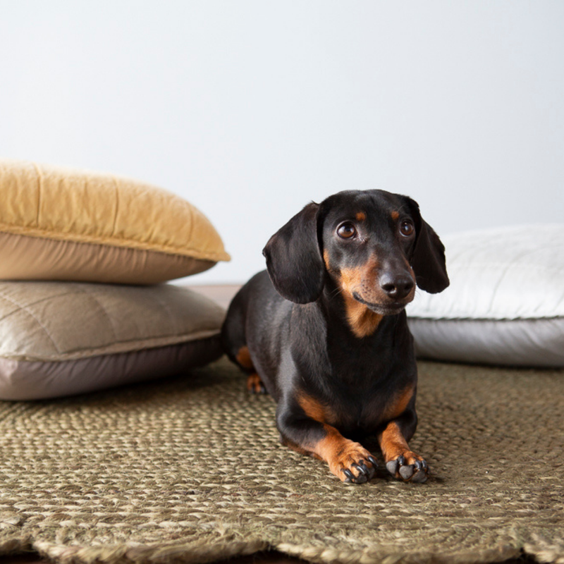 A shot of a dog laying  on a woven rugs with sel throw pillows 18x18 in Fog and Honeycomb, 24x24 in Cloud in the background