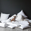 Essential Down Decorative Pillow Insert | small brown dog on a pile of inserts with feathers scattered — black bacground and grey floor.
